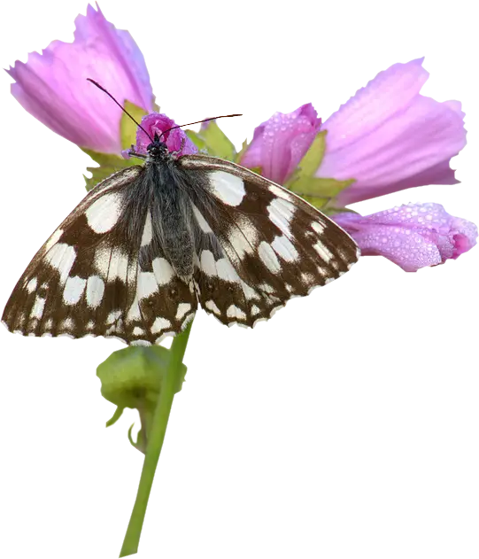 Butterfly Resting on a Purple Flower