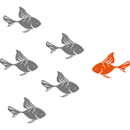 Orange Fish Swimming with Gray Fish