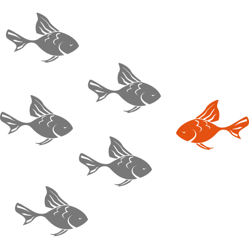 Orange Fish Swimming with Gray Fish