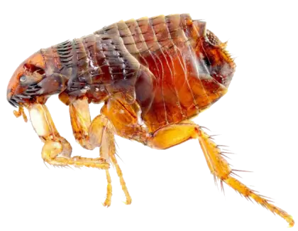Close-Up View of a Flea