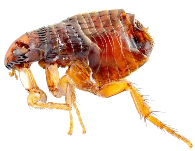 Close-Up View of a Flea