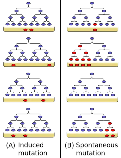 Diagram of Induced and Spontaneous Mutations