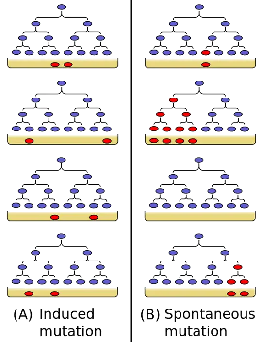 Diagram of Induced and Spontaneous Mutations