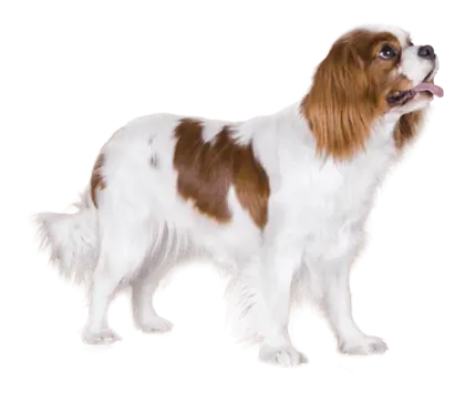 Cute Dog Standing