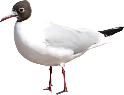 White and Black Seagull Bird