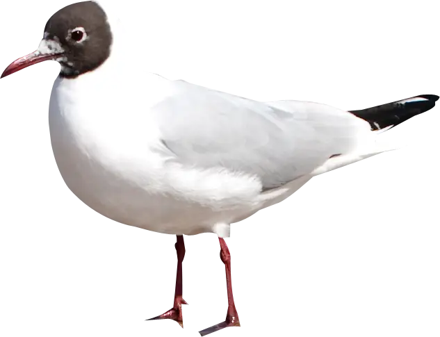 White and Black Seagull Bird