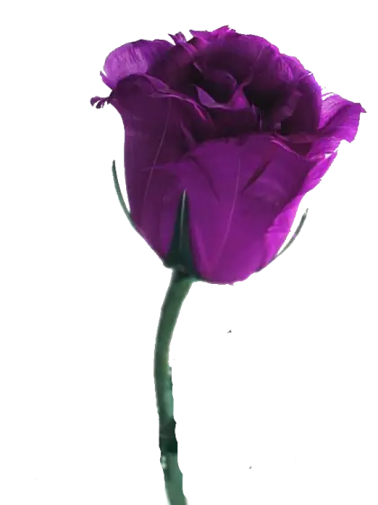 Purple Rose Flower Illustration