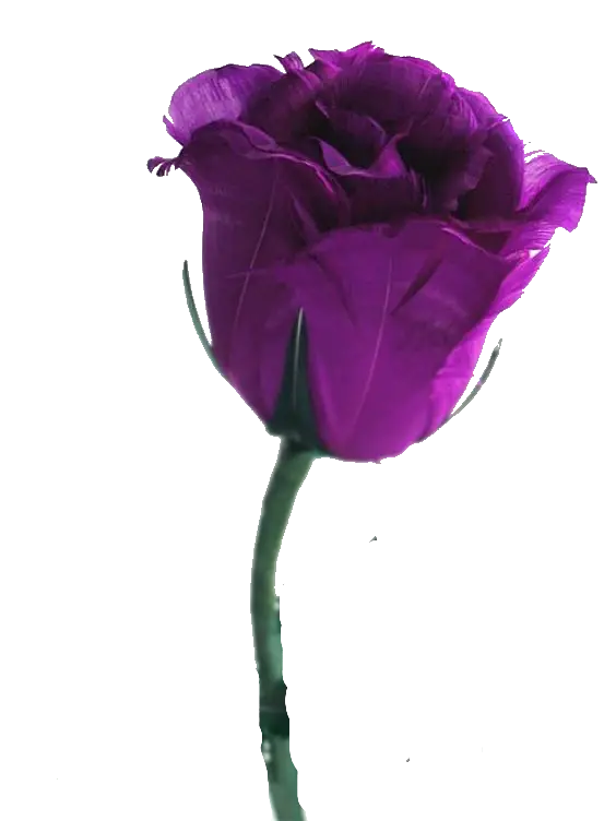Purple Rose Flower Illustration