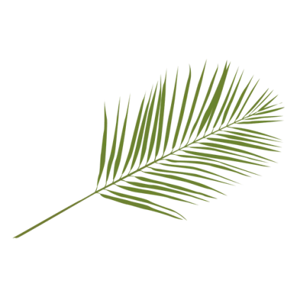 Green Palm Leaf Illustration