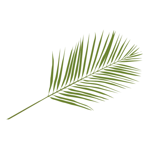 Green Palm Leaf Illustration