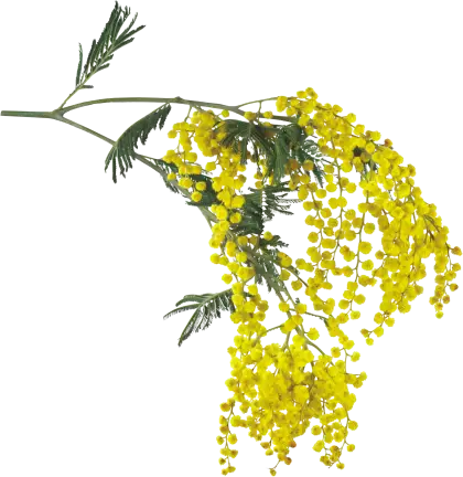 Bright Yellow Mimosa Blossom
