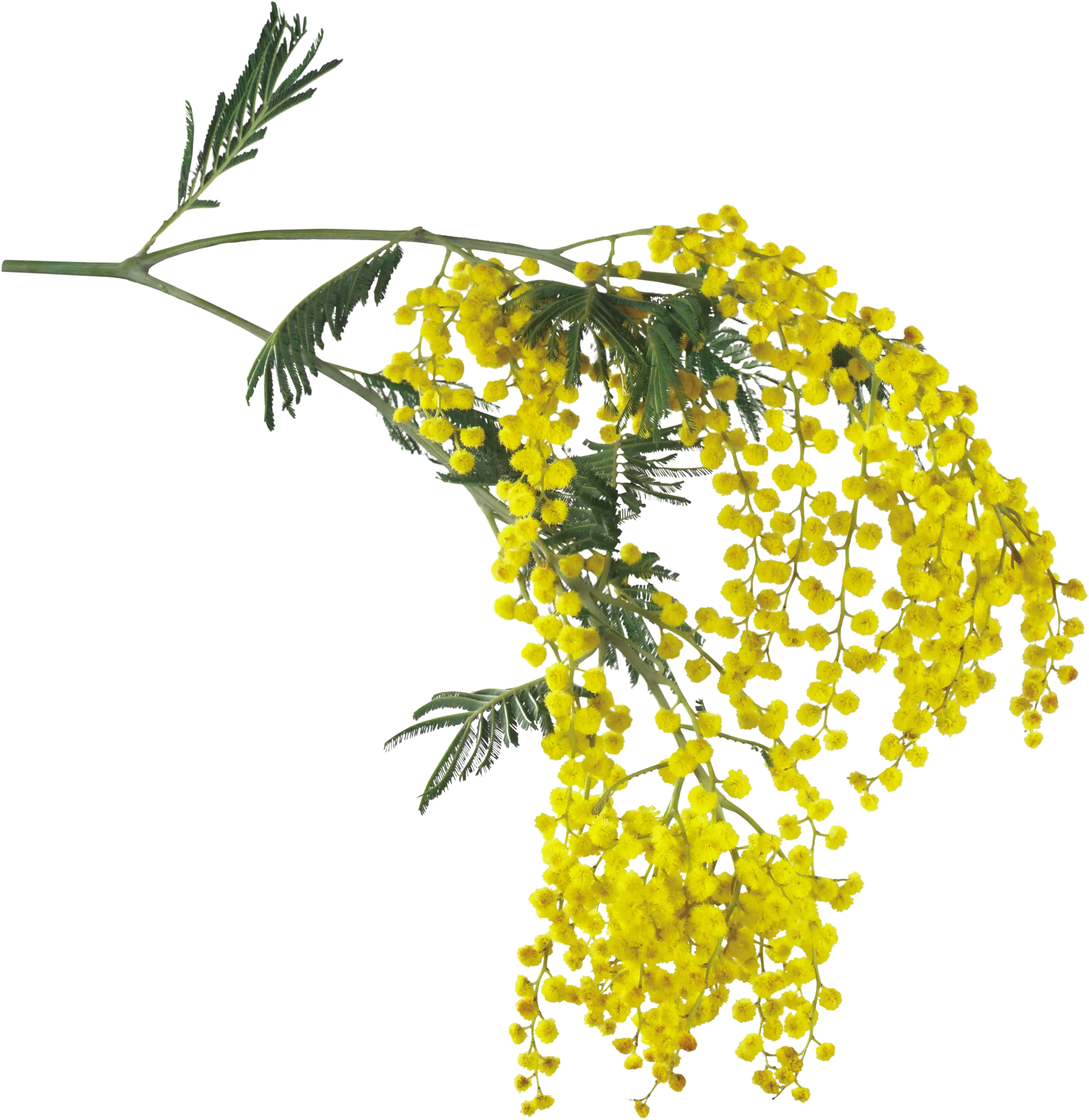 Bright Yellow Mimosa Blossom