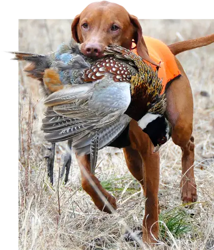 Hunting Dog with Bird
