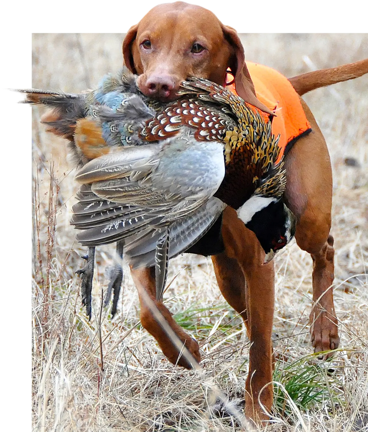 Hunting Dog with Bird