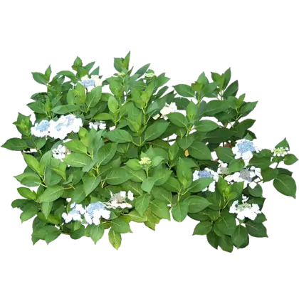 Green Bush with White Flowers in Nature