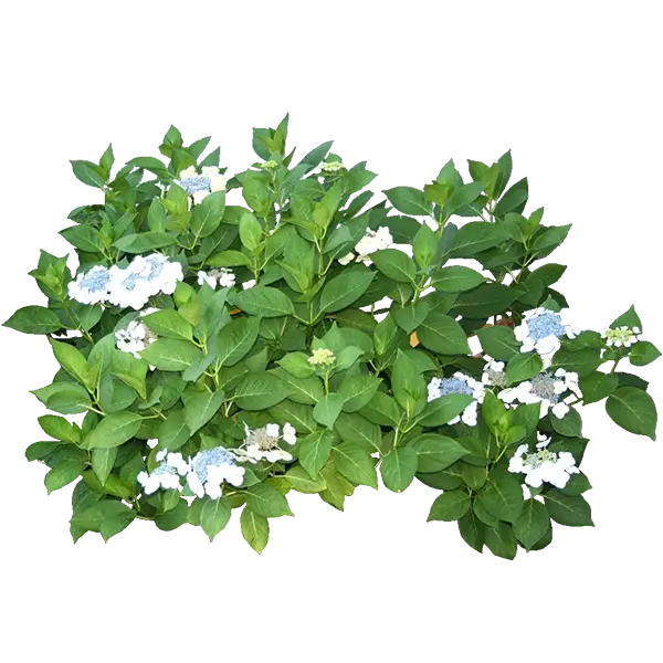 Green Bush with White Flowers in Nature