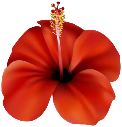 Beautiful Red Hibiscus Flower