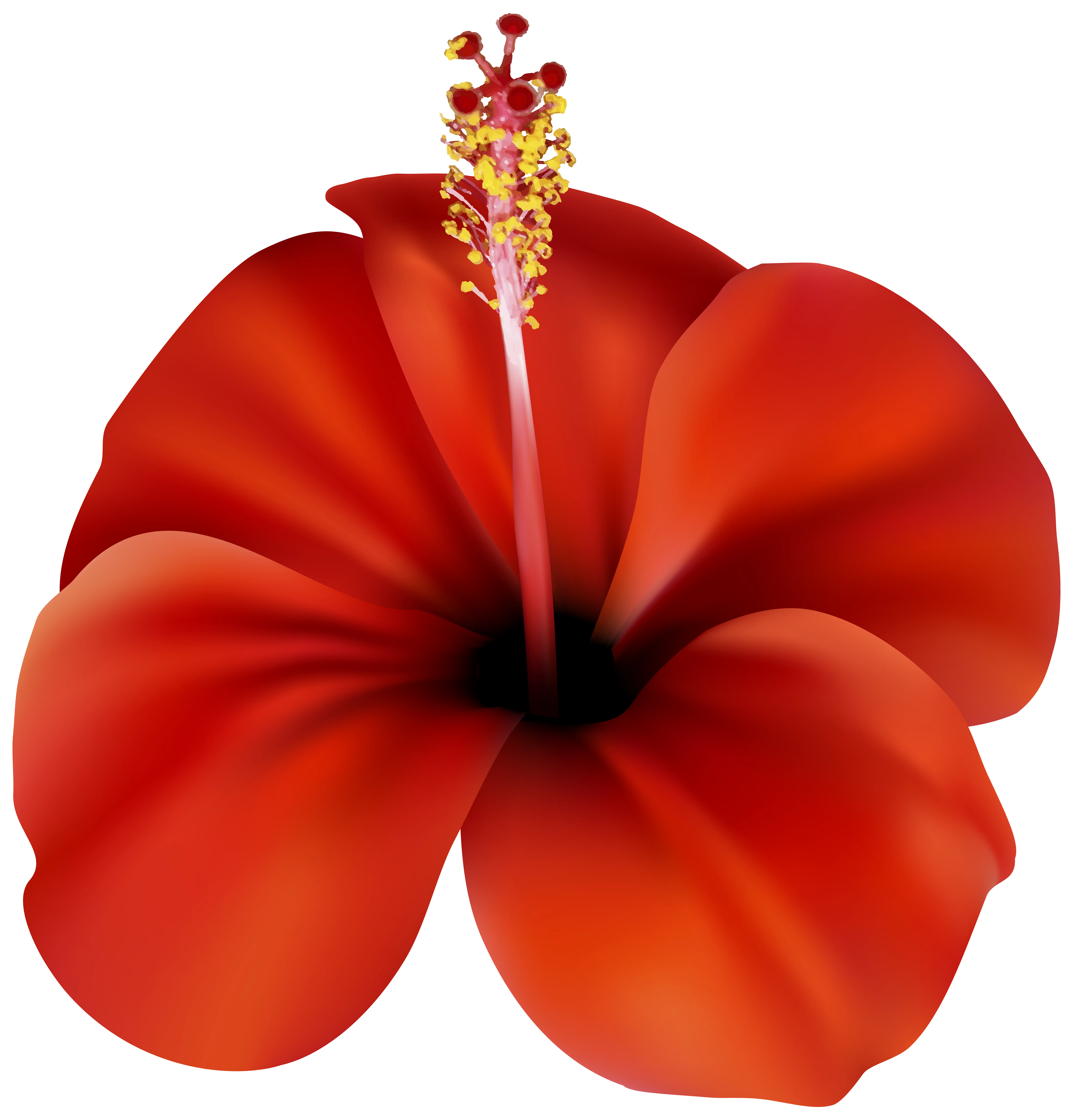 Beautiful Red Hibiscus Flower