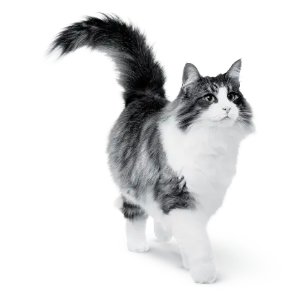 Fluffy Cat Walking
