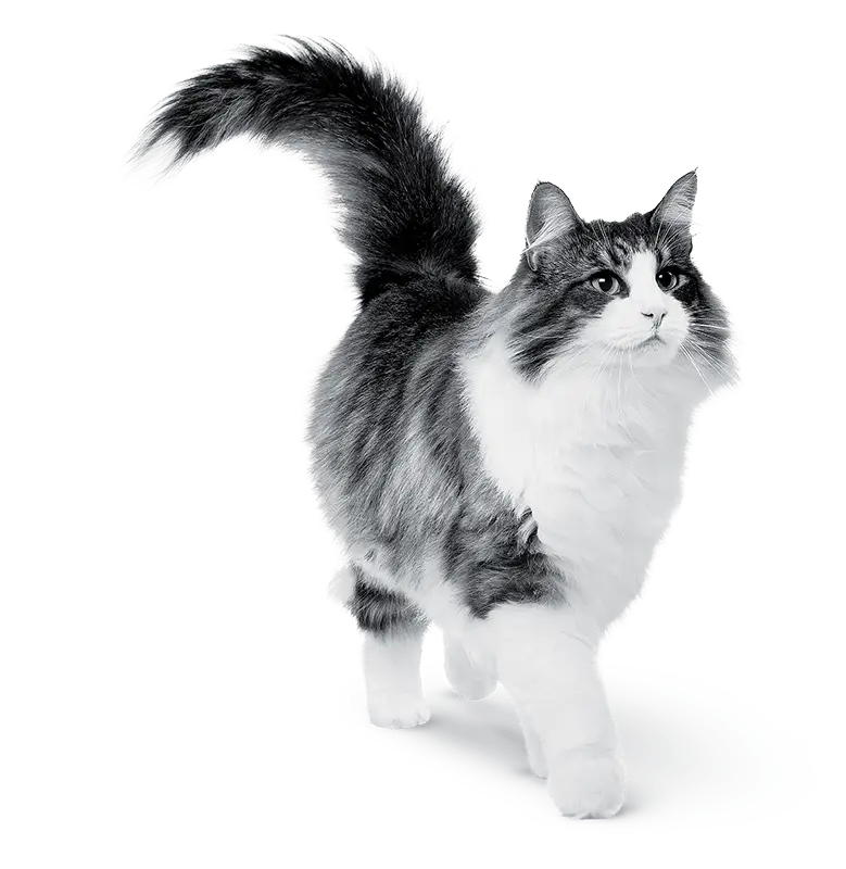 Fluffy Cat Walking