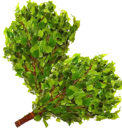 Green Birch Branches for Sauna