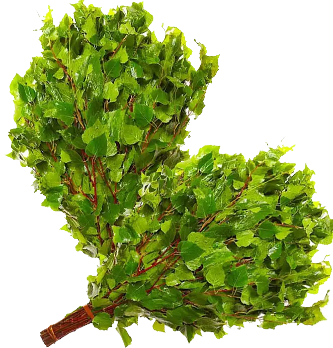 Green Birch Branches for Sauna