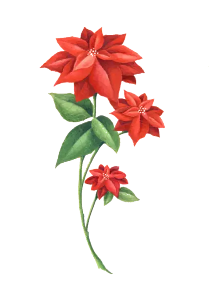 Beautiful Red Flowers with Green Leaves