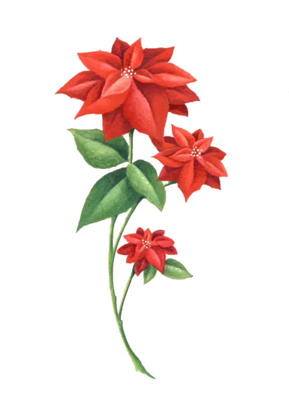 Beautiful Red Flowers with Green Leaves