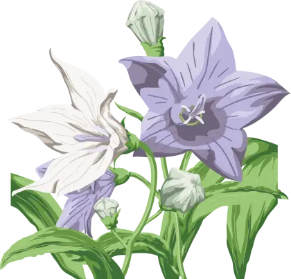 Purple and White Bellflowers Illustration