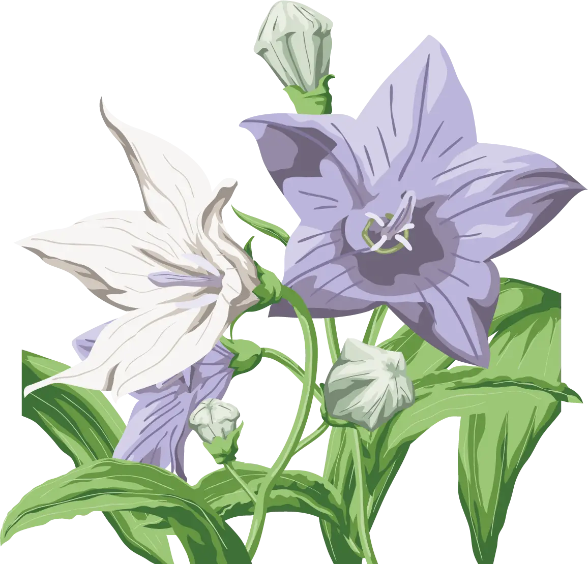 Purple and White Bellflowers Illustration