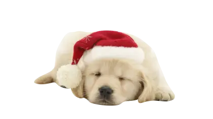 Adorable Puppy with Santa Hat for Christmas