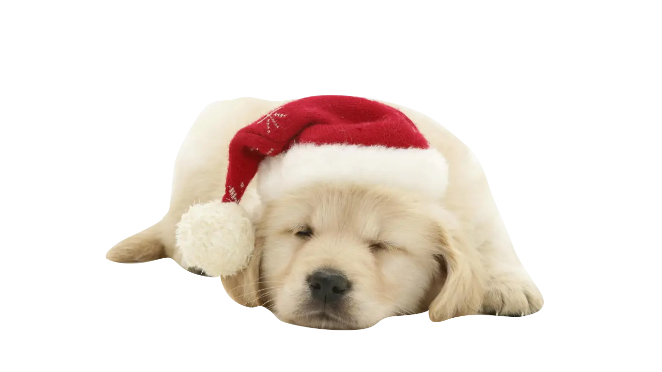 Adorable Puppy with Santa Hat for Christmas