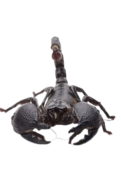 Black Scorpion with Raised Tail