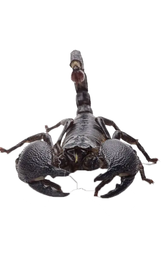 Black Scorpion with Raised Tail