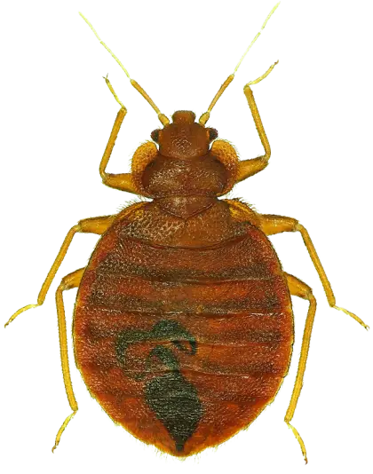 Detailed Bed Bug Illustration
