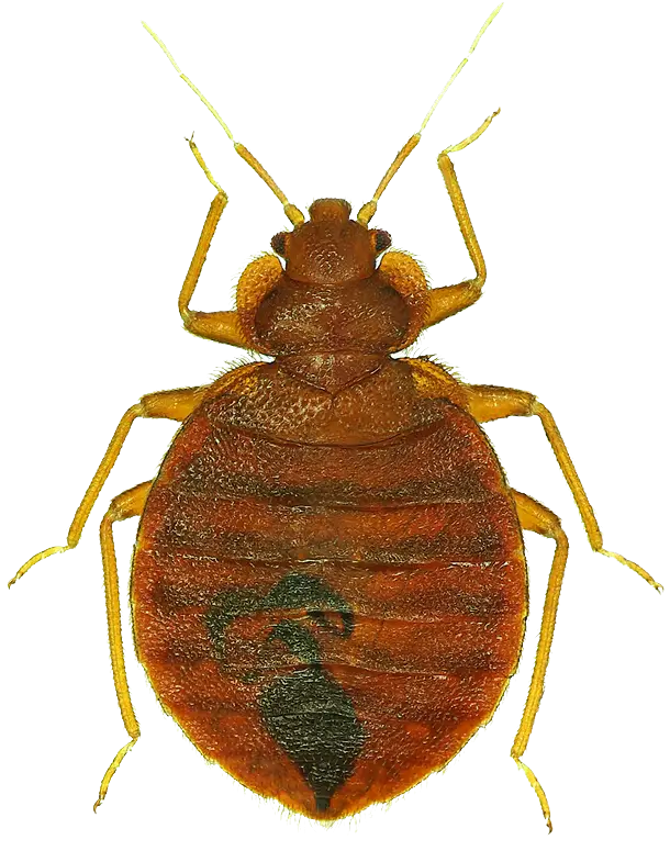 Detailed Bed Bug Illustration