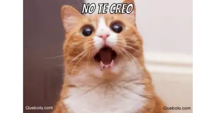 Surprised Cat Meme with Text