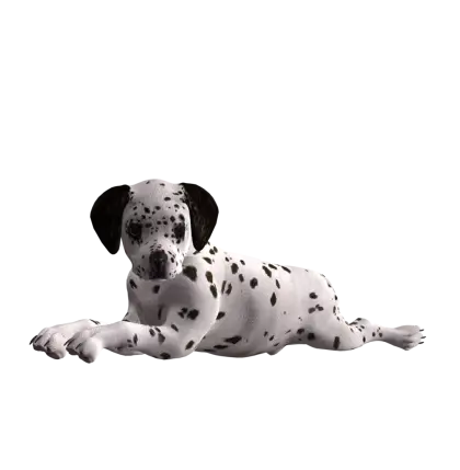 Cute Dalmatian Puppy Lying Down