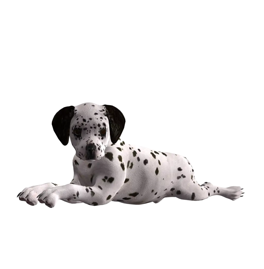 Cute Dalmatian Puppy Lying Down