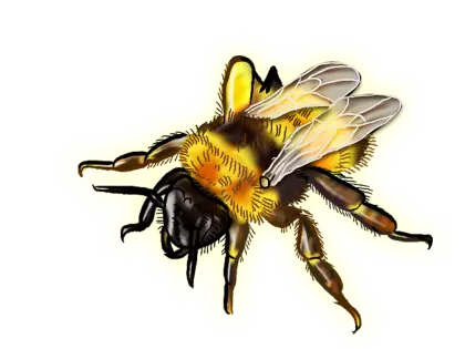 Realistic Yellow Bee Illustration