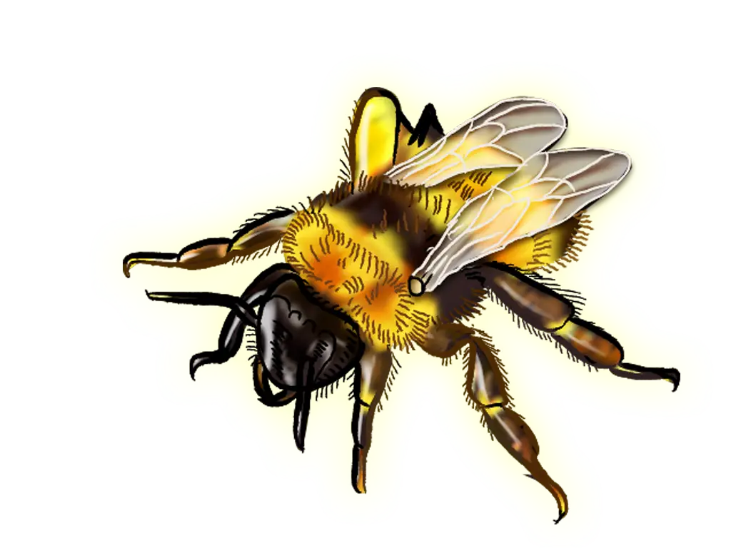 Realistic Yellow Bee Illustration