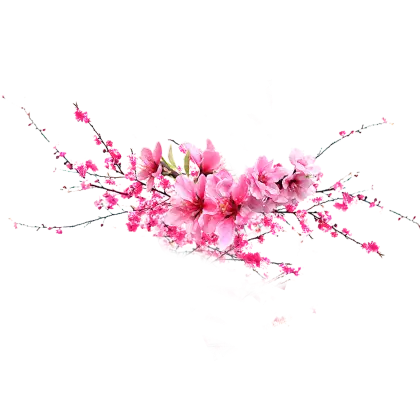 Cherry Blossoms in Spring