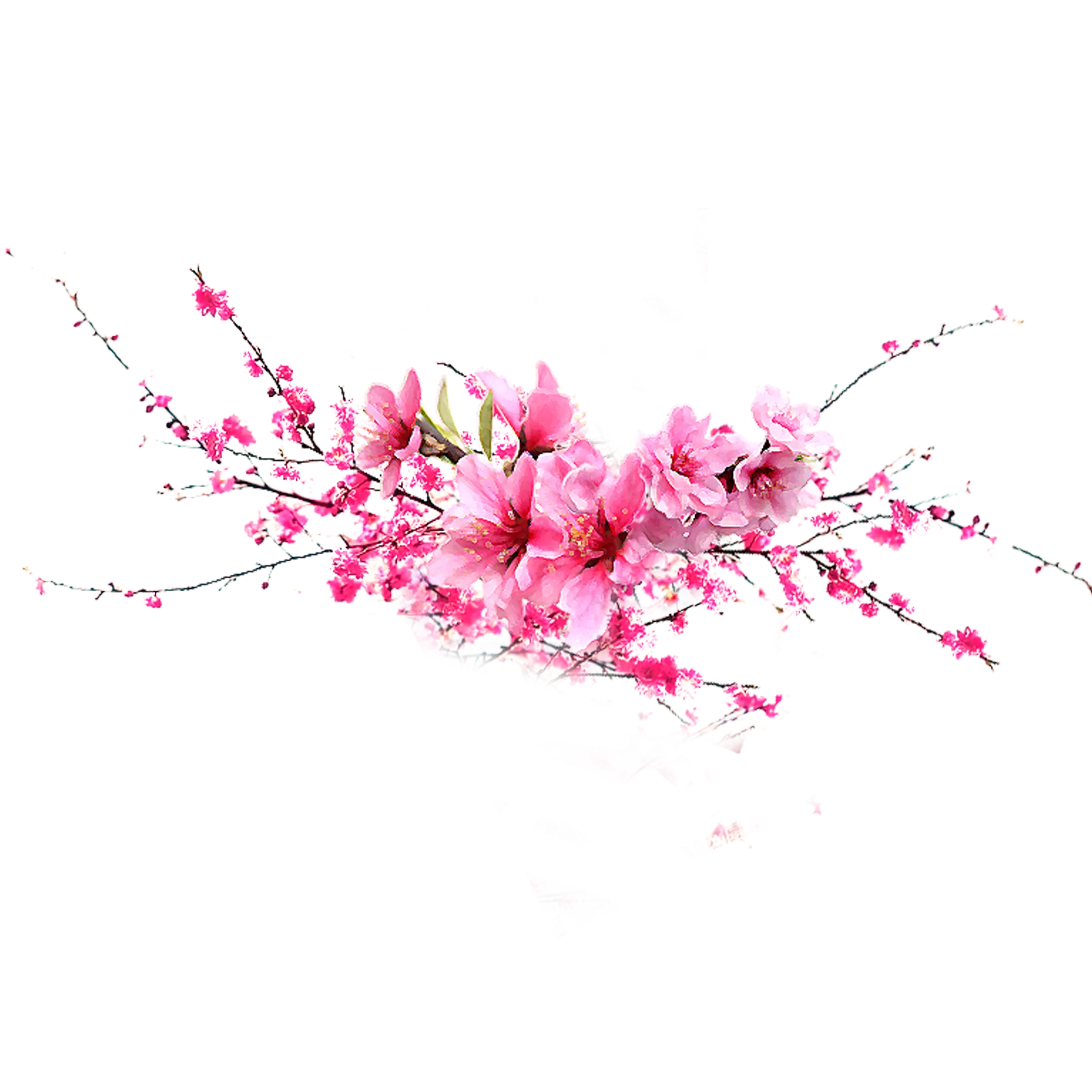 Cherry Blossoms in Spring