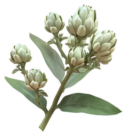 White Flower Buds
