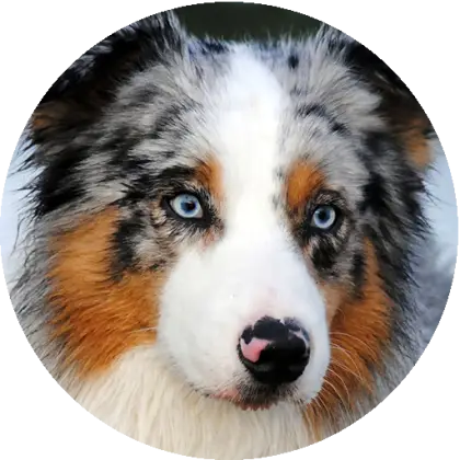 Cute dog with blue eyes