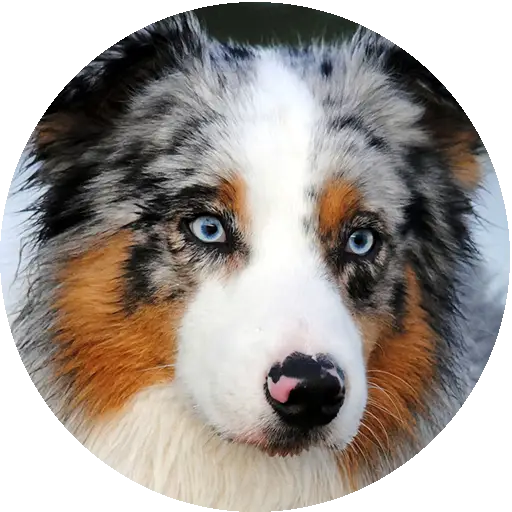 Cute dog with blue eyes
