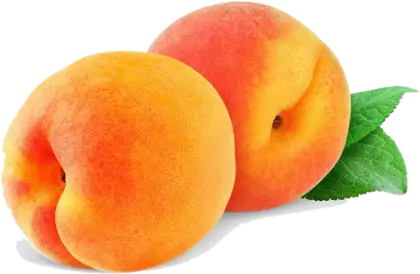 Fresh Ripe Apricots with Leaves