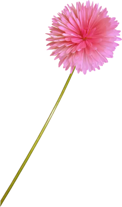 Delicate Pink Flower on a Long Green Stem
