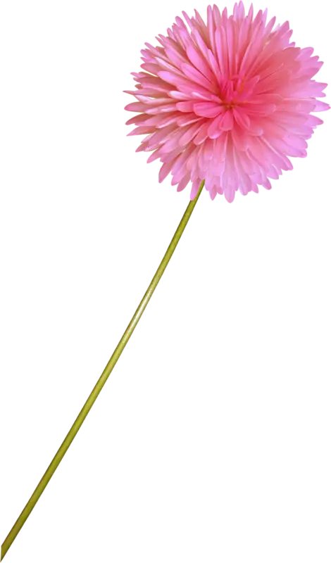 Delicate Pink Flower on a Long Green Stem