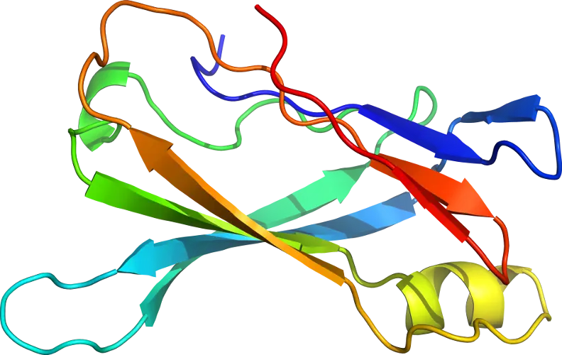 Colorful Representation of Protein Structure
